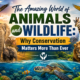 The Amazing World of Animals FEATURE IMAGE